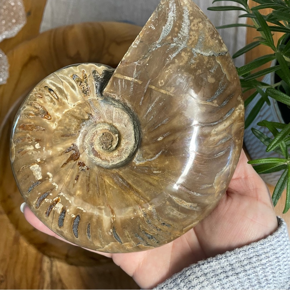 Large over 6” wide fully Polished Ammonite Fossil shell with opalescence